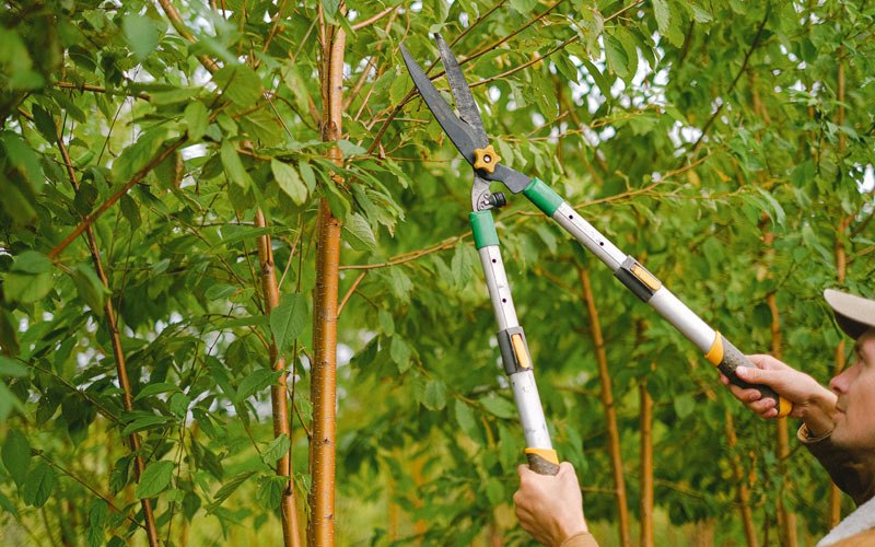 Tree trimming in Lodgepole, NE